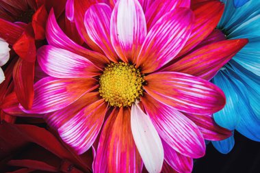 Daha fazla çiçek bu kırmızı papatyayı aydınlatıyor.