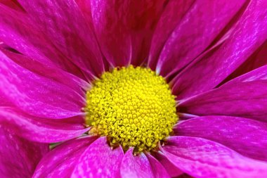 Canlı renkli bir papatya dünyayı aydınlatıyor.