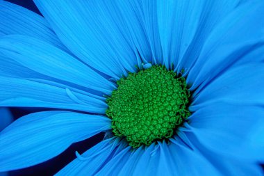 Macro photography of a light blue daisy