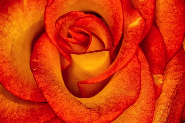 Beautiful Red Rose Warm Yellow Light Making Glow — Stockfoto