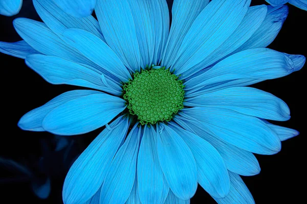 Macro Photography Light Blue Daisy — Stock Photo, Image