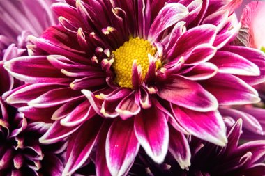 Bu mor bitki parlak sarı bir merkezle dışarıya bakıyor.