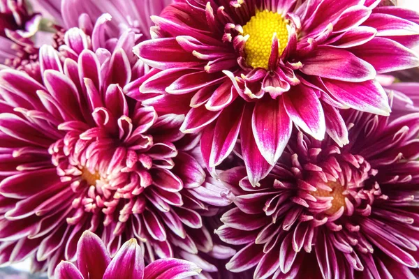 Bu mor bitki parlak sarı bir merkezle dışarıya bakıyor.