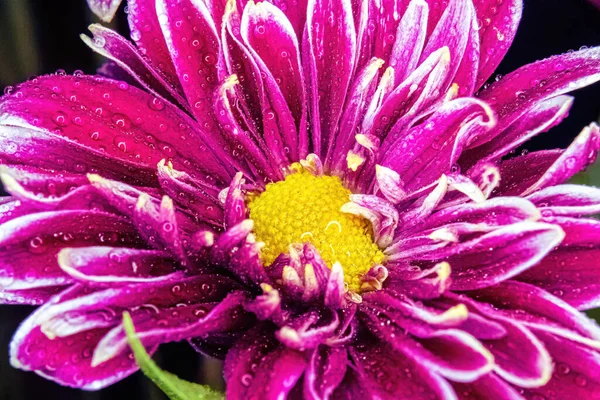 Bu mor bitki parlak sarı bir merkezle dışarıya bakıyor.