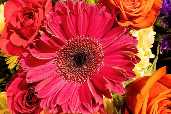 Margarida Transvaal Olhando Para Sol Rodeado Rosas — Fotografia de Stock