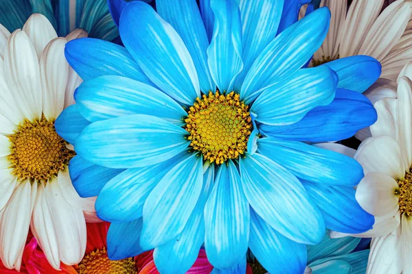 Mavi, beyaz, kırmızı papatyalar. Neredeyse vatansever..