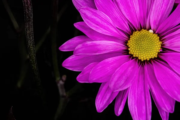 一朵五颜六色的雏菊在镜头前发光 一个充满活力的形象与柔和的黄色花粉中心 — 图库照片