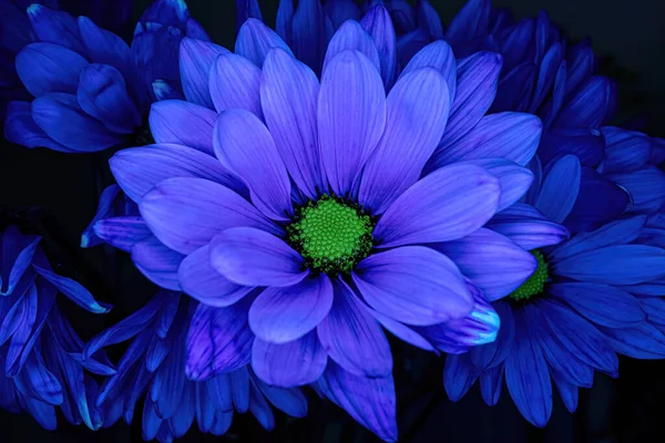 Blue Light Illuminates Daisy Gentle Yellow Center — Stock Photo, Image