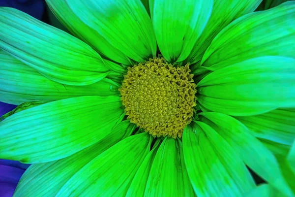 Macro Photography Green Colored Daisy Bright Yellow Center — Stockfoto