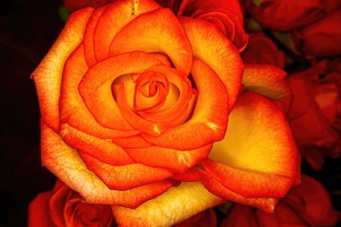 Turuncu renkli bir gül ön planda parlar arka plandaki diğer turuncu güllerin üzerinde odak dışı.