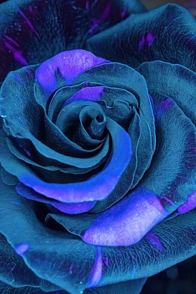 Ciemność Otacza Ciemnokolorową Różę Niebieskich Kolorów — Zdjęcie stockowe