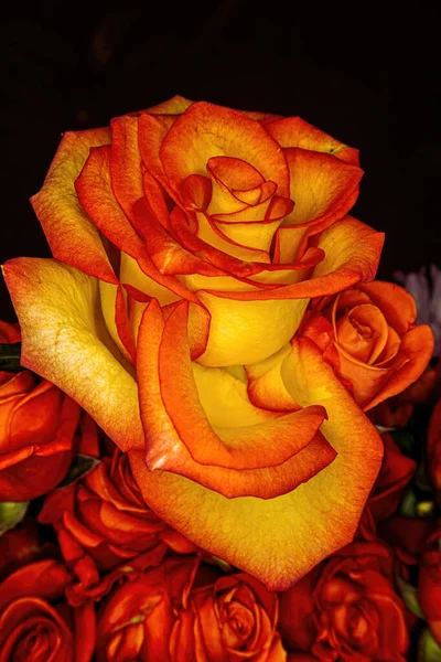 Pierwszym Planie Pomarańczowa Róża Siedzi Wierzchu Zdezorientowanych Innych Róż Tle — Zdjęcie stockowe