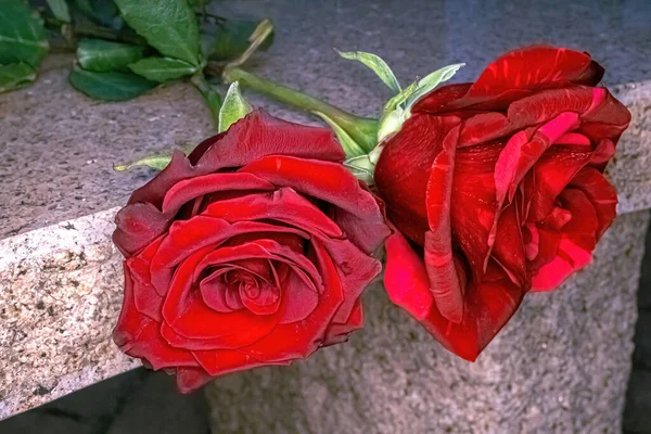 Dwie Żywe Czerwone Róże Wiszą Nad Krawędzią Krzesła Skalnego — Zdjęcie stockowe