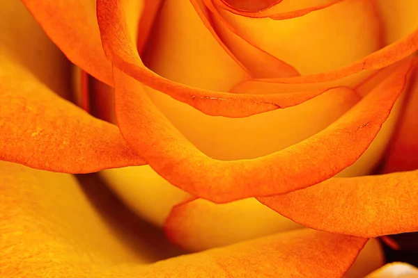 Piękne Grzbiety Pomarańczowej Róży Lśnią Jasno — Zdjęcie stockowe