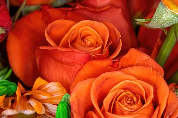 Mieszanina Pomarańczowych Róż Kwiatów — Zdjęcie stockowe