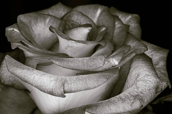Róża Świeci Czarno Białych Kolorach — Zdjęcie stockowe