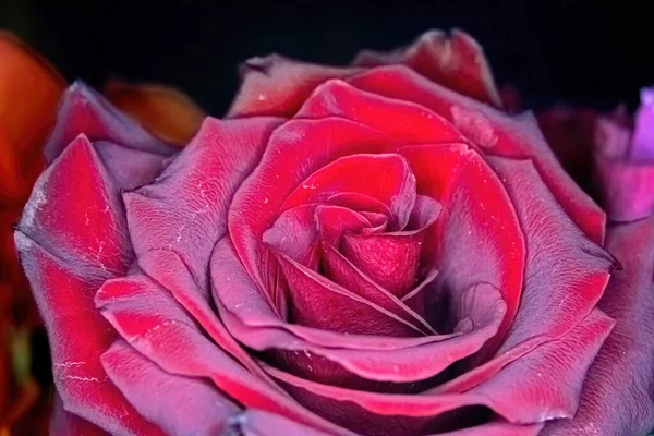 Wargi Tętniącej Życiem Czerwonej Róży — Zdjęcie stockowe