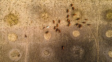 Wisconsin kırsalındaki otlaktaki ineklerin manzarası tam bahar başlarken