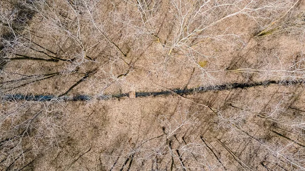 Snow Has Melted Trees Still Bare Forest Scene Wilderness Seasons — стоковое фото