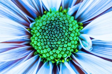 Bir papatyanın canlı merkezi.