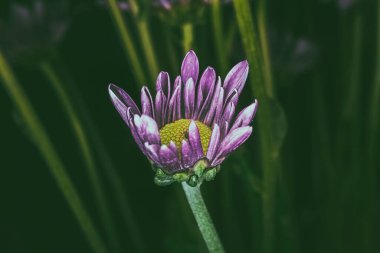 Mat arkaplanlı mor bir ponpon karanlıkta parlar.