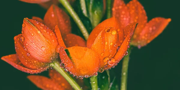 Wassertropfen Bedecken Diese Orangefarbenen Blüten Mit Grünen Stielen Und Schwarzem — Stockfoto