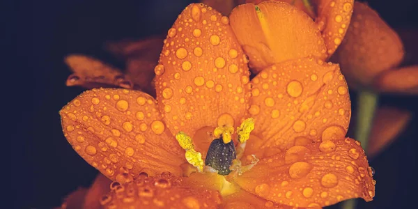 Water Droplets Cover Orange Flower Dark Background — Stok fotoğraf