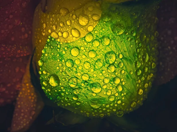 Wassertropfen Bedecken Diese Von Dunkelheit Umgebene Regenbogenrose — Stockfoto