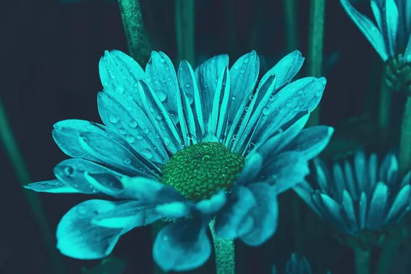 Цветок Помпона Посинел Капель Воды — стоковое фото