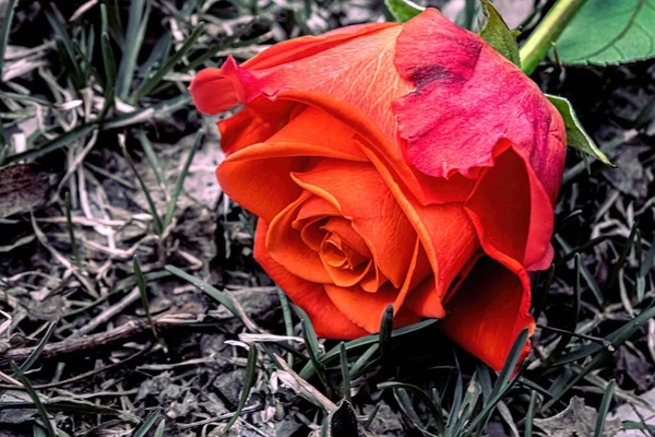 一朵桔红色的玫瑰被遗弃在外面的地上 一片荒凉的空地上 一片生机勃勃的橙色和绿色 — 图库照片
