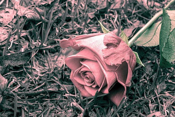 Surrounded Grass Faded Rose — Φωτογραφία Αρχείου