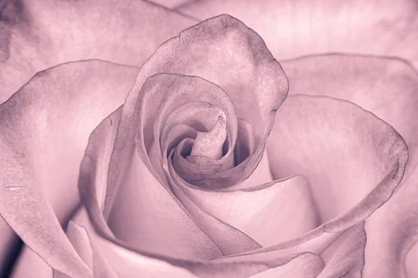 玫瑰花瓣在黑白相间密密麻麻地绽放 — 图库照片