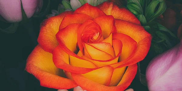 Faded Background Surrounds Fire Orange Rose — Stock fotografie