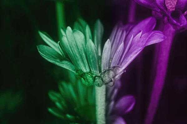 Two Split Color View Pompom Flower — Stock fotografie