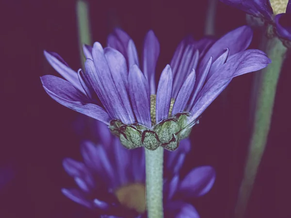 Фиолетовый Помпом Синим Светом Тёмном Фоне Выборочный Акцент Передний Цветок — стоковое фото