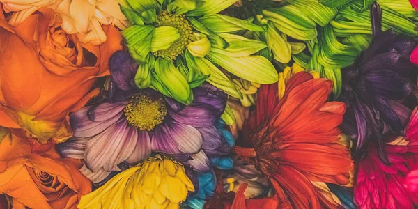 Colorful Mix Daisies Mixed Together — Photo