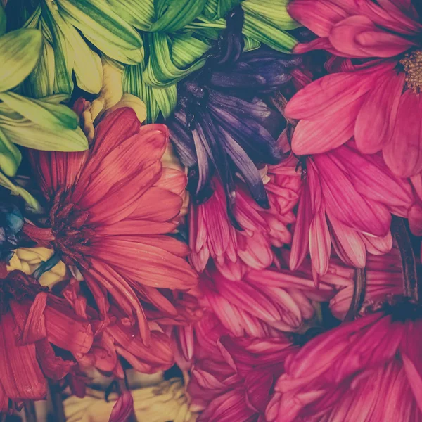 五颜六色的雏菊混合在一起 — 图库照片