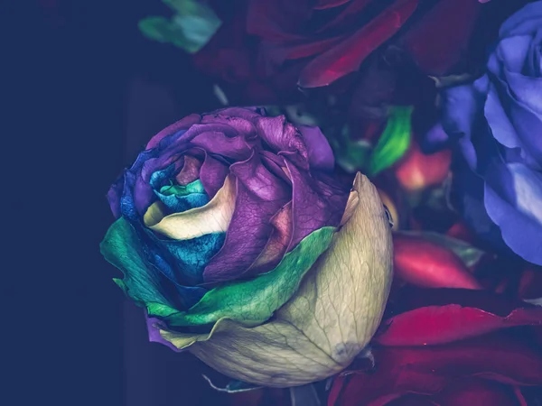 混合着宇宙玫瑰的花朵 — 图库照片