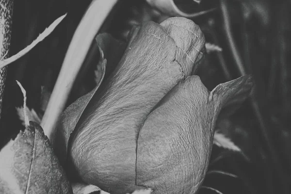 Rose Side View Black White Other Stems – stockfoto
