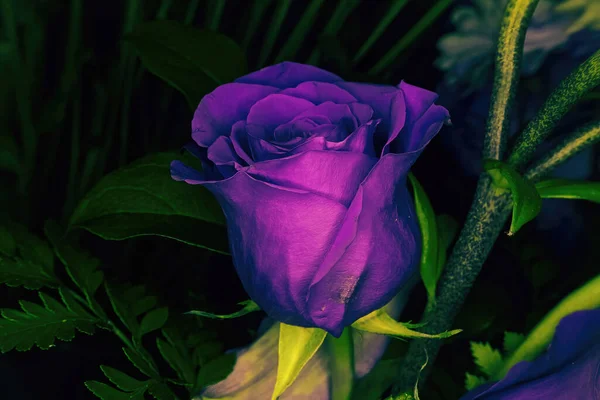 绿色的枝干环绕着这把红玫瑰变成紫色的彩图 — 图库照片