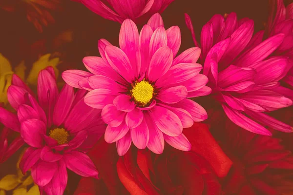 Pink daisies and red roses below with dark background
