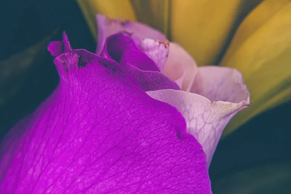 一朵紫色和白色的宇宙玫瑰 — 图库照片