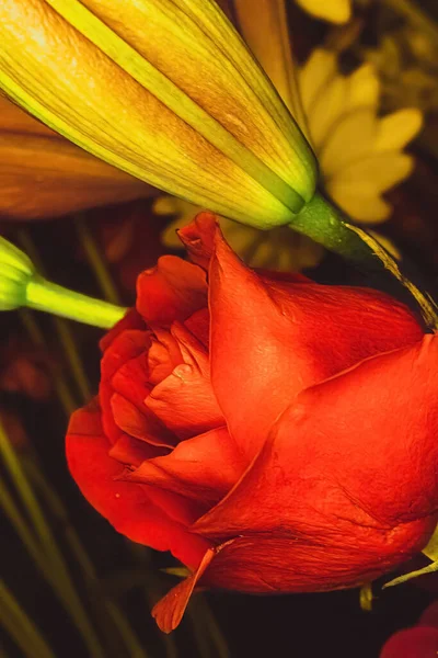一朵红玫瑰在黑暗中被其它花朵簇拥着 — 图库照片