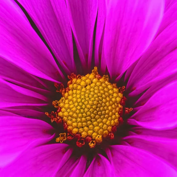 一朵粉红的雏菊 细致入微 — 图库照片