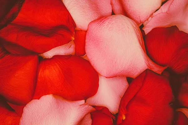 一束红粉相间的玫瑰花瓣 — 图库照片