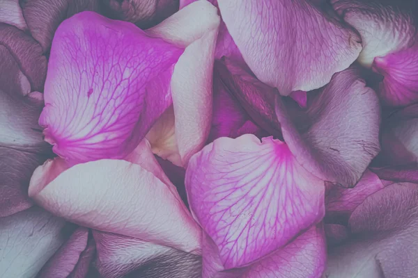 这些粉红色的玫瑰花瓣周围散发出柔和的光芒 — 图库照片