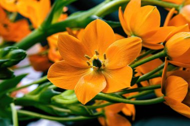 Güneş yıldızı bitkisinin canlı turuncu rengi. Şu anda yakından bakıyorsunuz..
