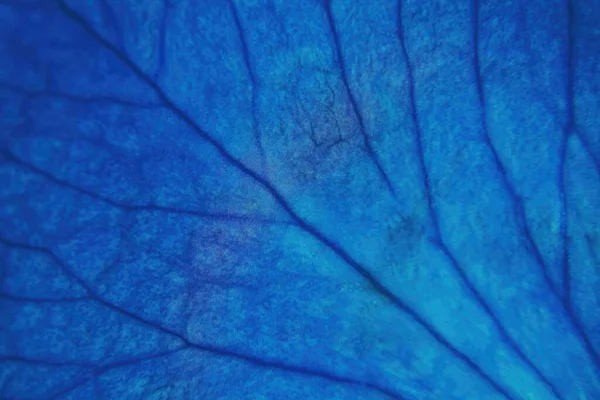 Een Close Van Een Blauw Gekleurde Rozenblaadje Aderen Uitdijend — Stockfoto