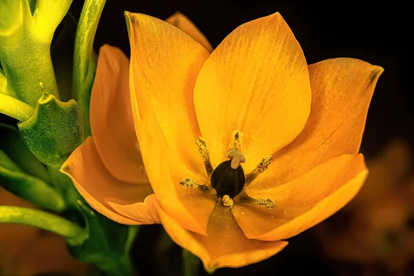 Güneş Yıldızı Bitkisinin Canlı Turuncu Rengi Anda Yakından Bakıyorsunuz — Stok fotoğraf