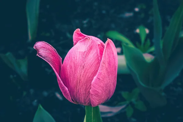 Eine Leuchtend Rosa Tulpe Steht Zum Blühen Bereit — Stockfoto